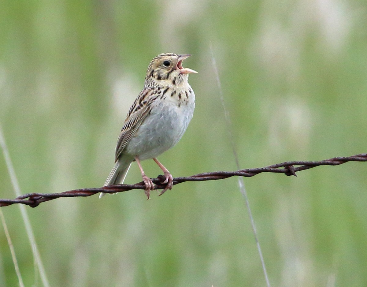 Baird's Sparrow - ML620412501