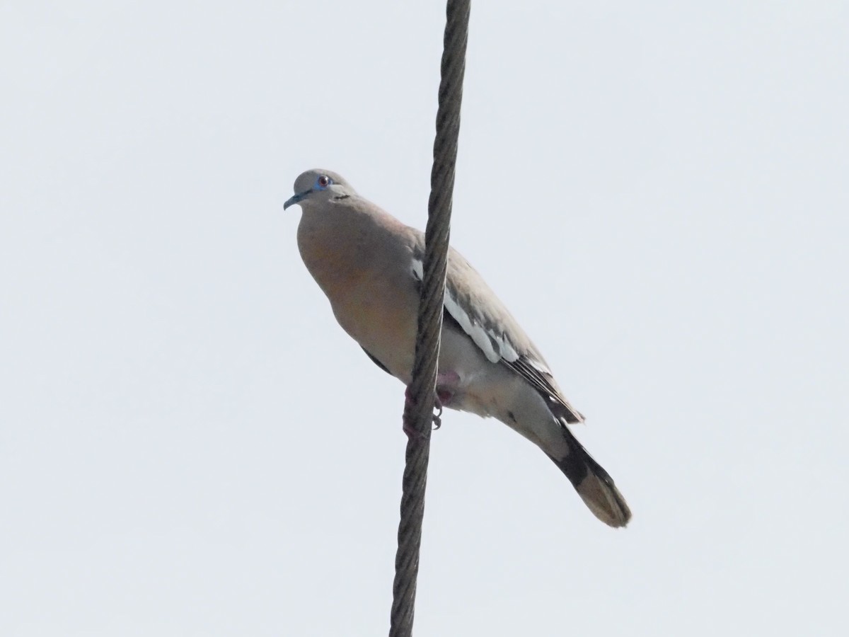 White-winged Dove - ML620412507