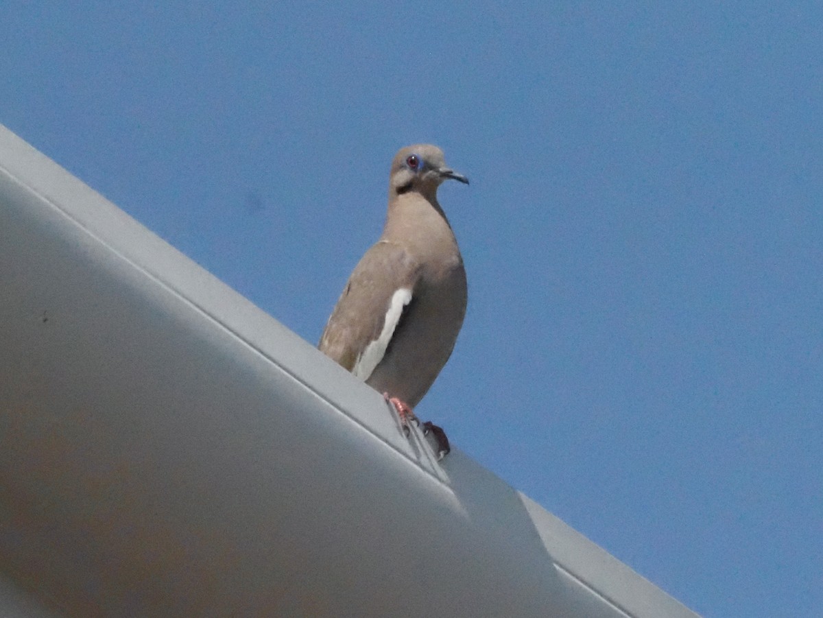 White-winged Dove - ML620412508