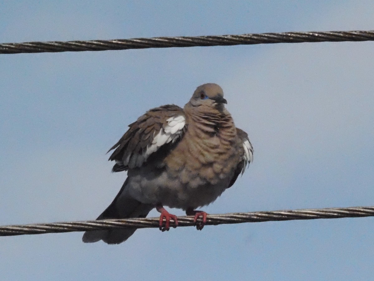 White-winged Dove - Guillermo Parral Aguilar