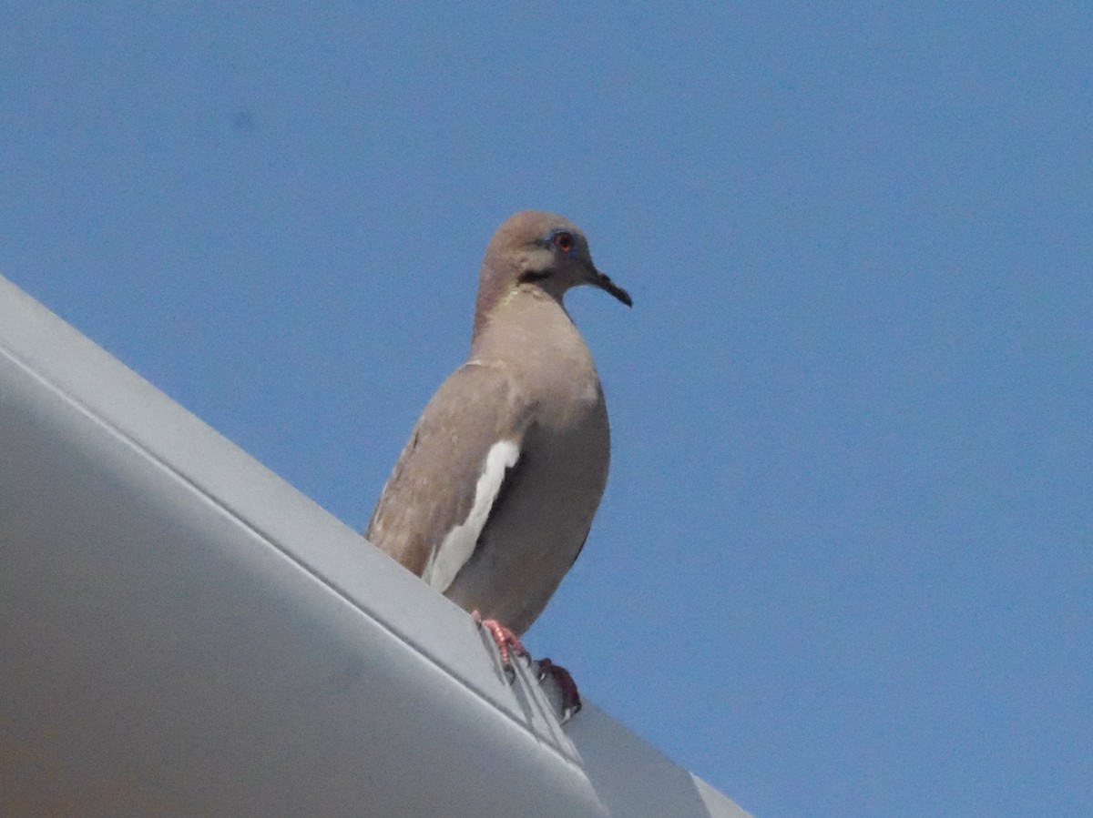 White-winged Dove - ML620412511