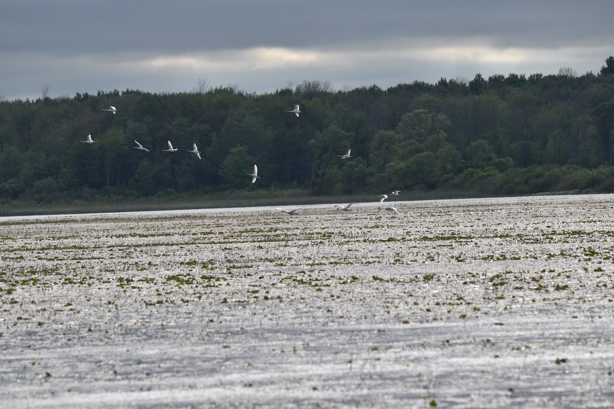 Trumpeter Swan - ML620412512