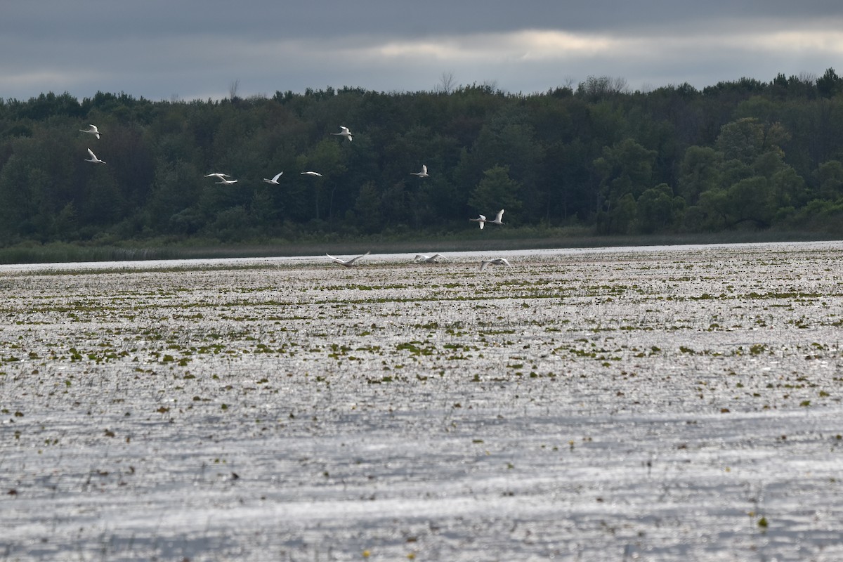 Trumpeter Swan - ML620412513