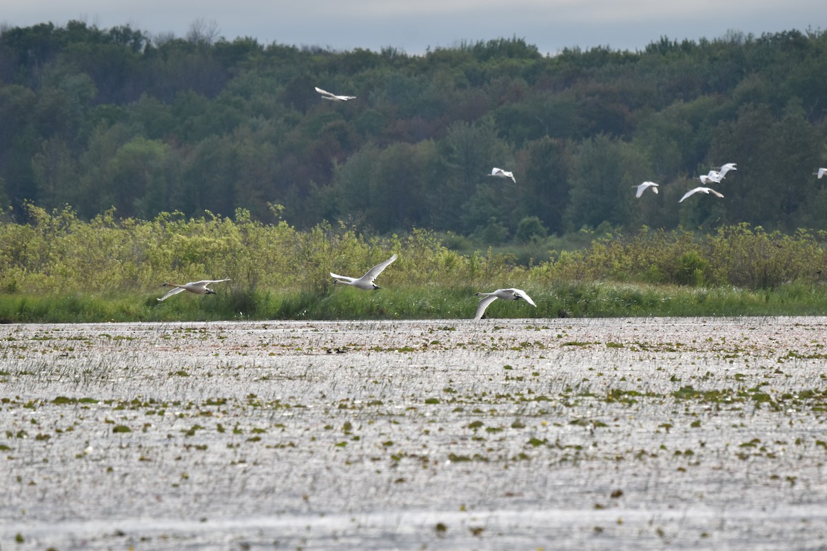 Trumpeter Swan - ML620412515