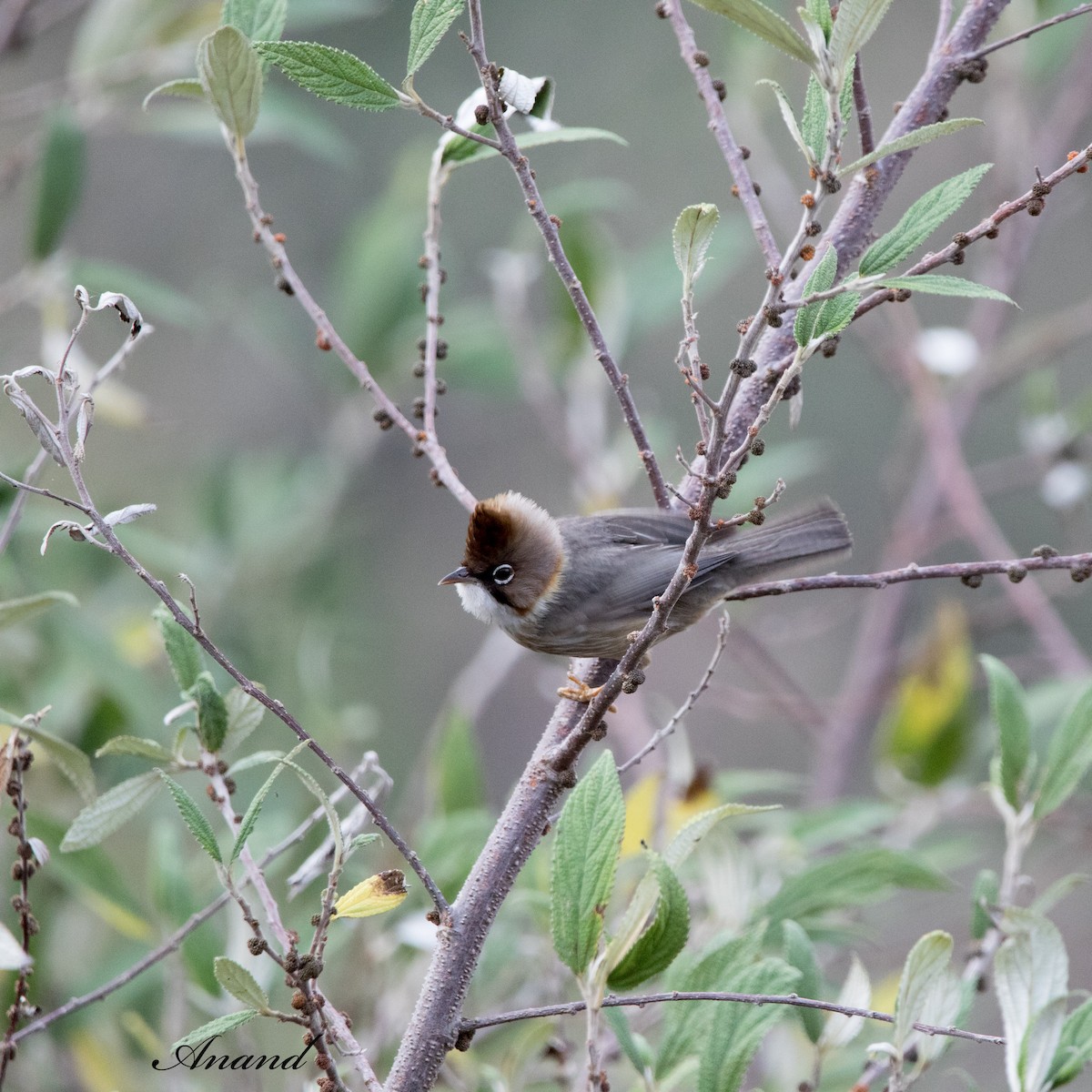 Whiskered Yuhina - ML620412522