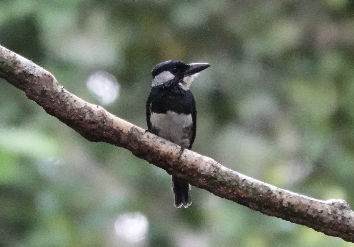 Black-breasted Puffbird - ML620412527