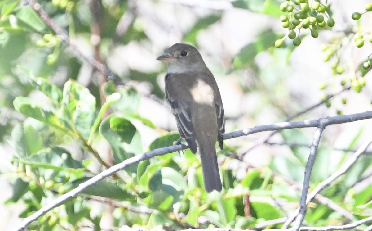 Alder/Willow Flycatcher (Traill's Flycatcher) - Nancy Hetrick