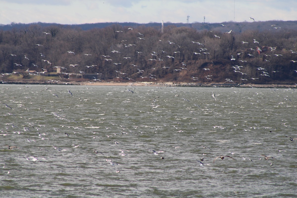 Ring-billed Gull - ML620412544