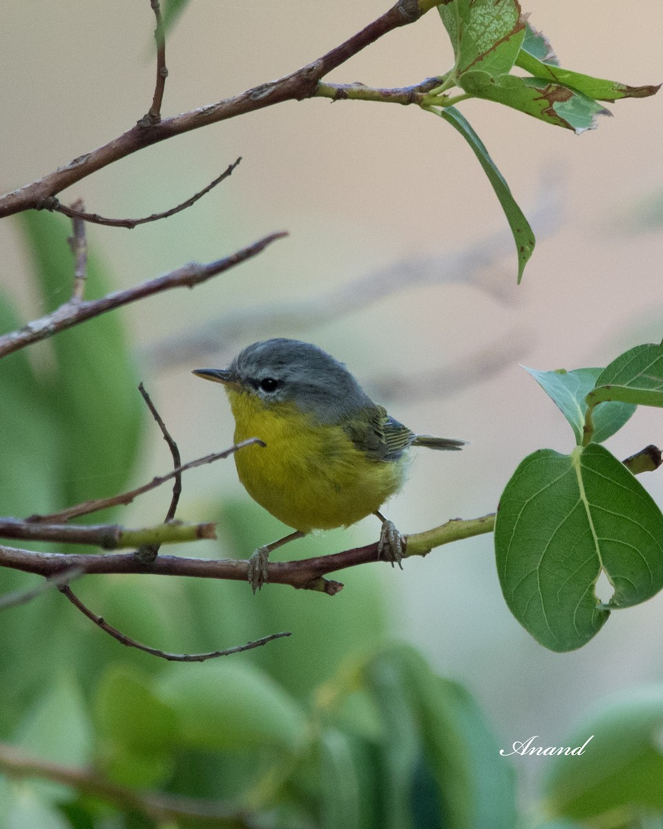 Gray-hooded Warbler - ML620412546