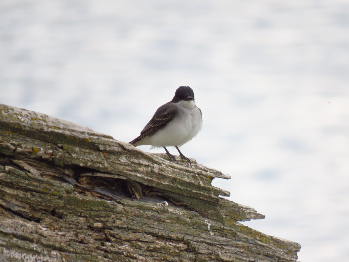 Eastern Kingbird - ML620412555