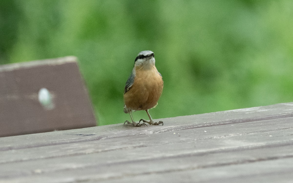 Eurasian Nuthatch - ML620412556