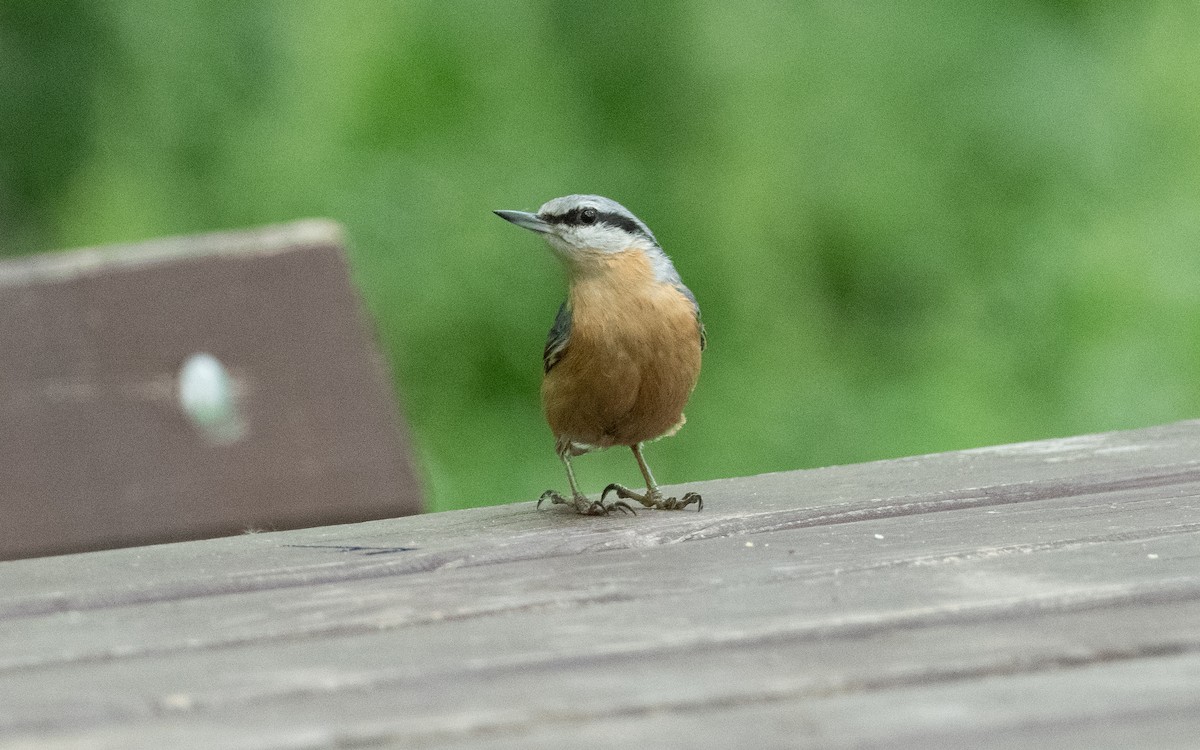 Eurasian Nuthatch - ML620412557