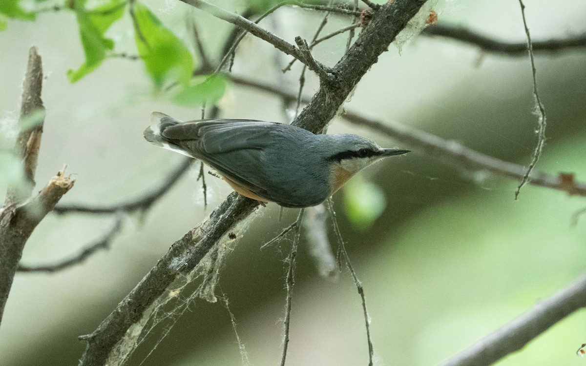 Eurasian Nuthatch - ML620412559