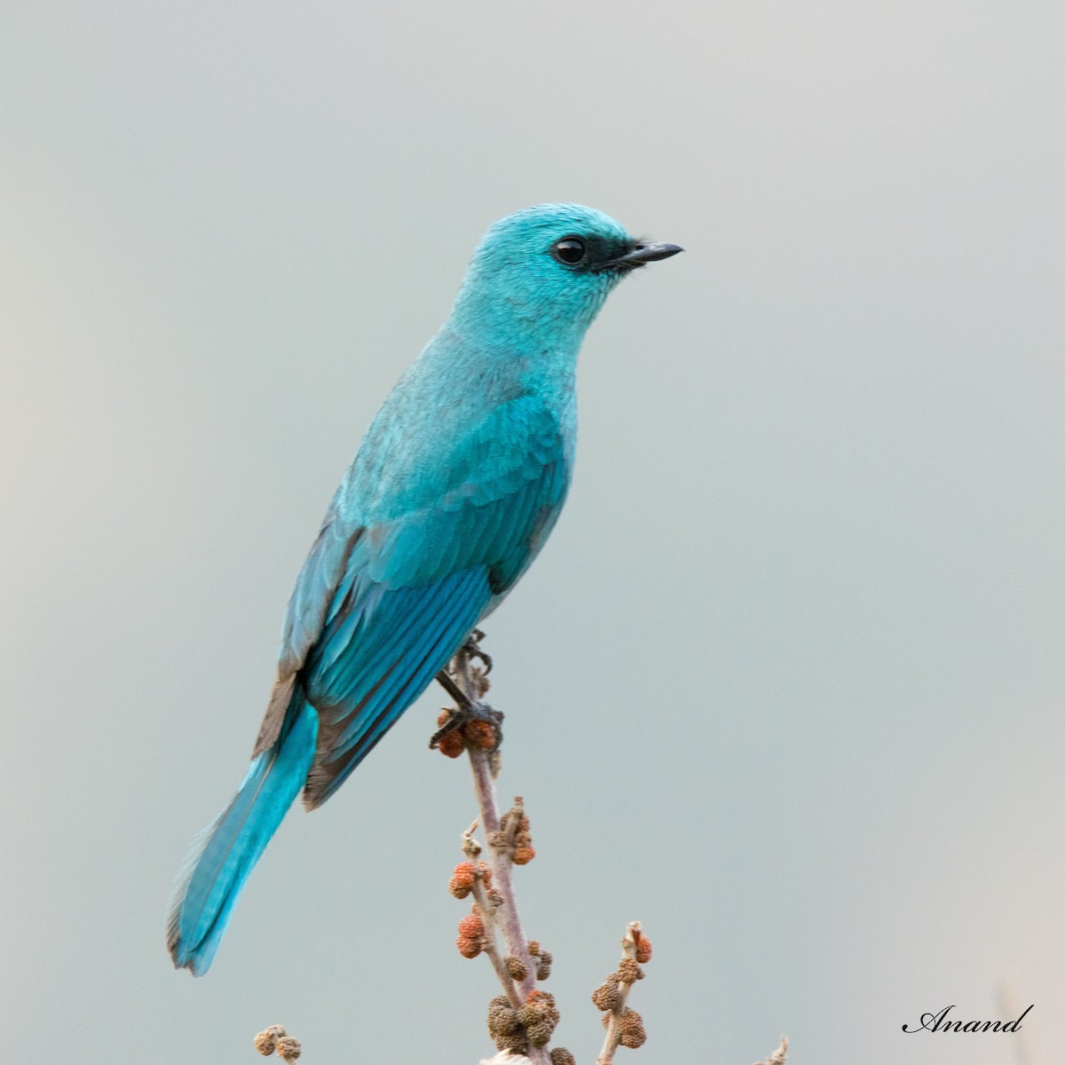 Verditer Flycatcher - ML620412569