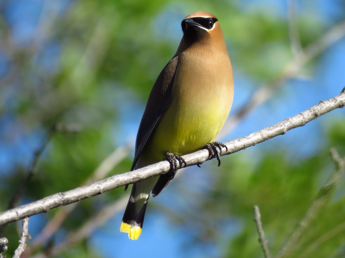 Cedar Waxwing - ML620412574