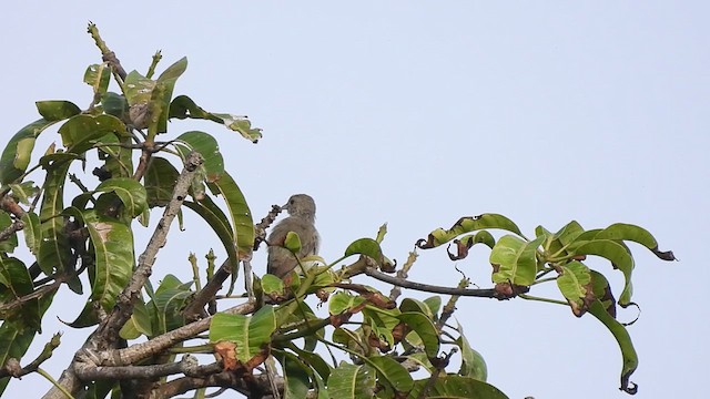 Pale-billed Flowerpecker - ML620412575