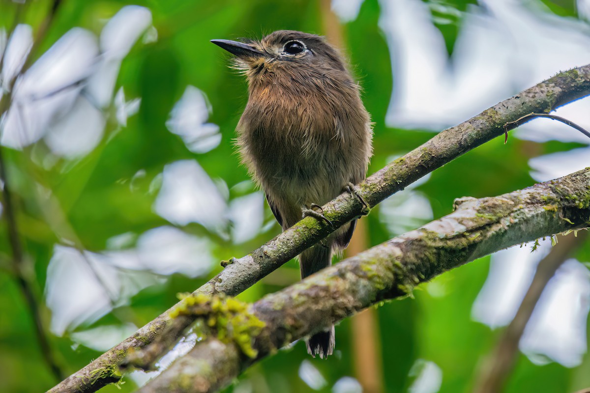 Monjilla Macurú - ML620412576