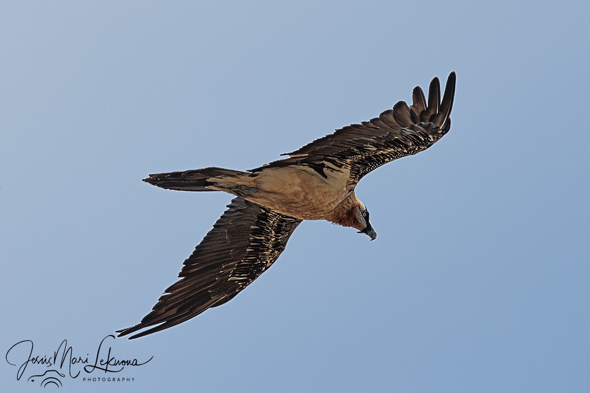 Bearded Vulture - ML620412582