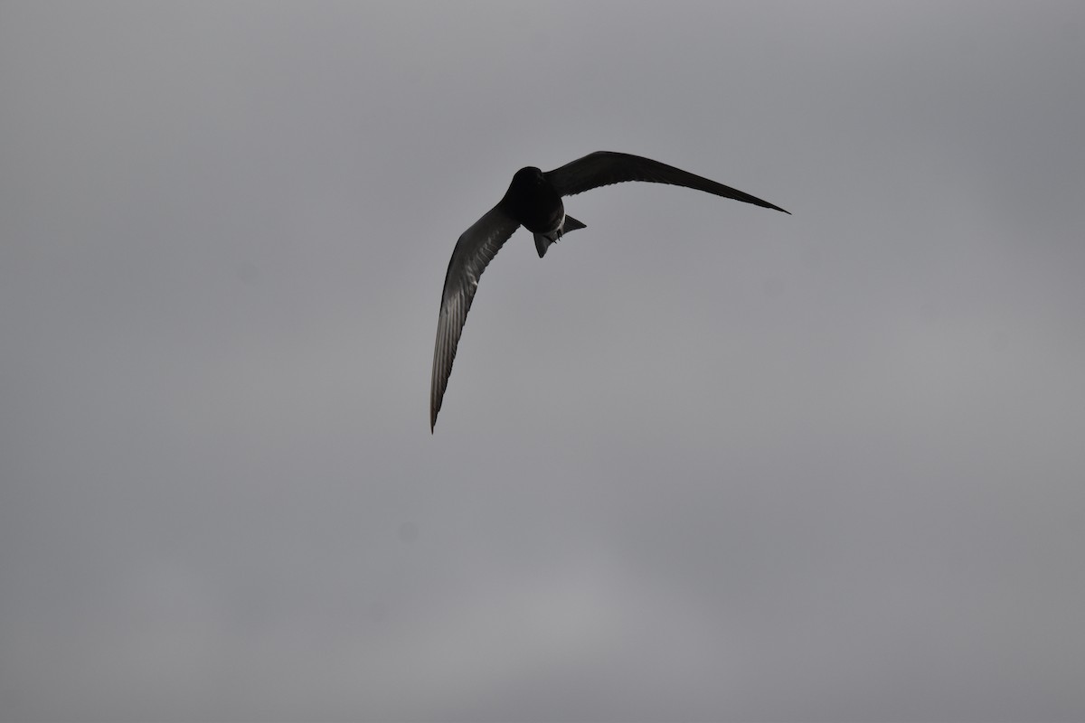 Black Tern - ML620412585