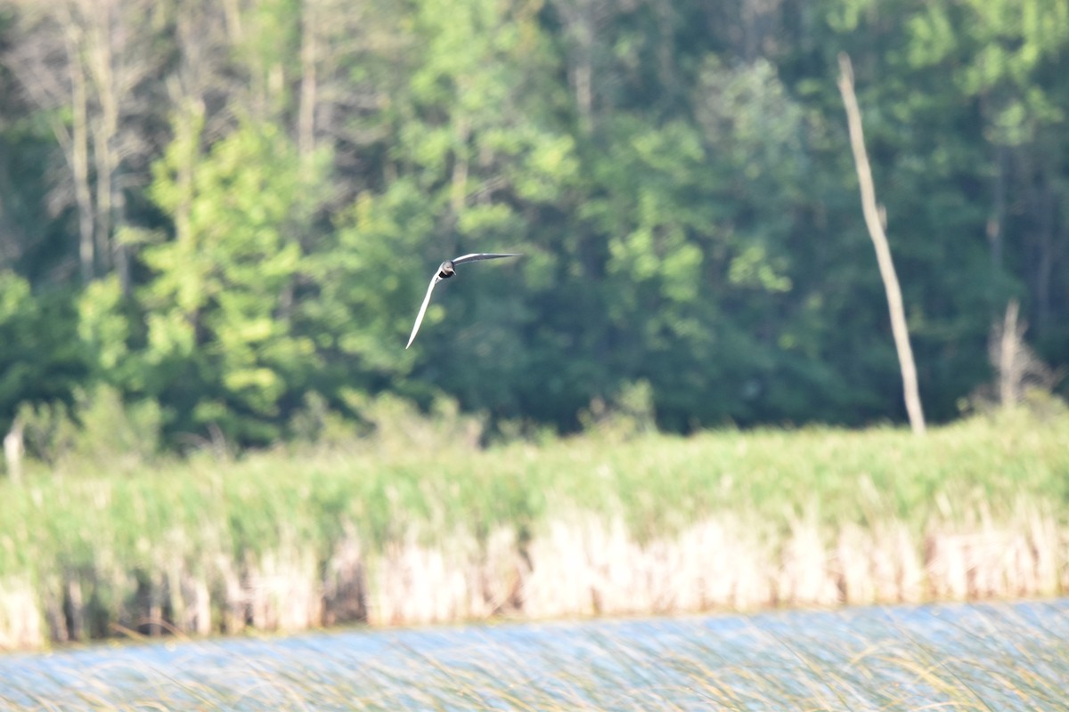 Black Tern - ML620412587