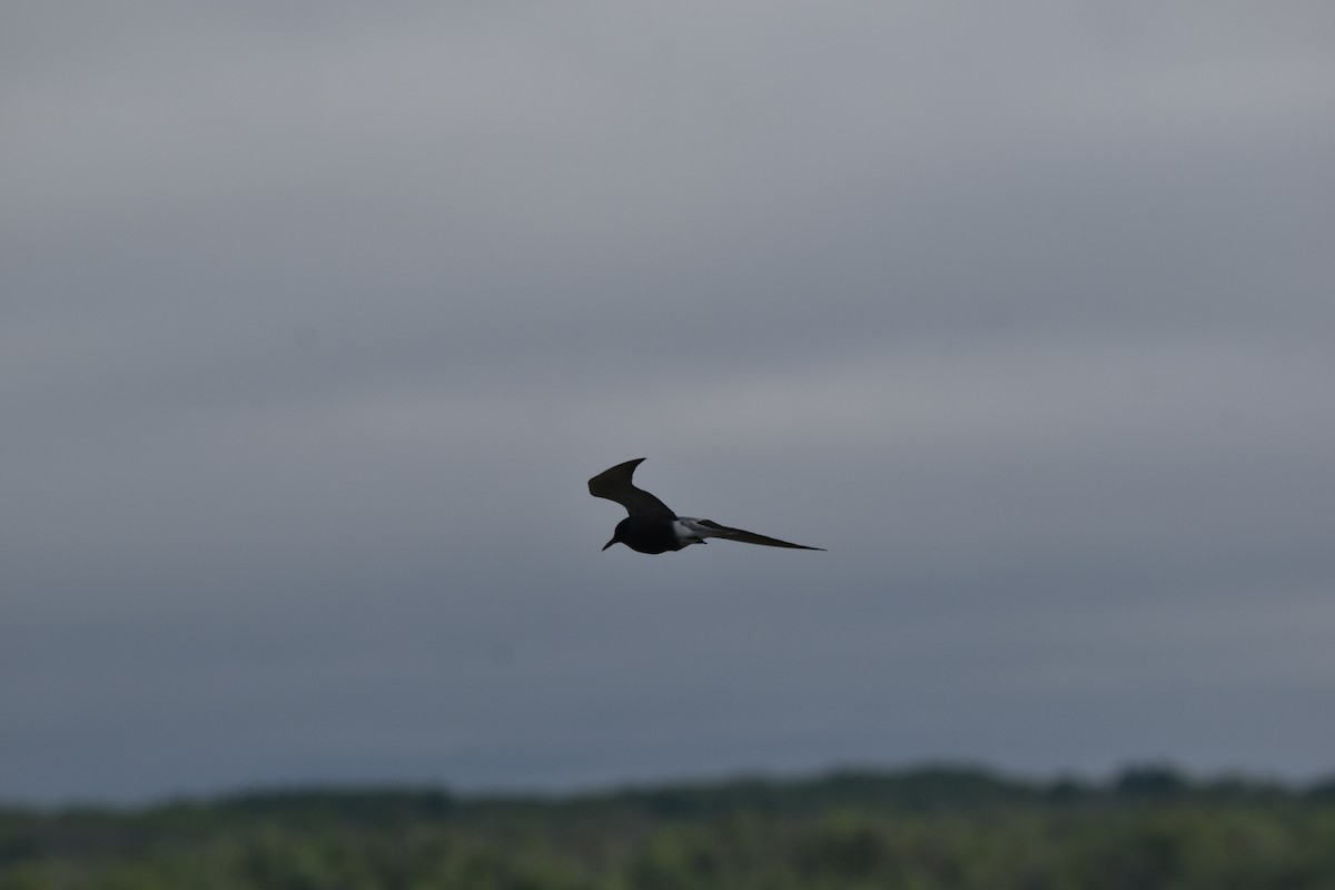 Black Tern - ML620412588