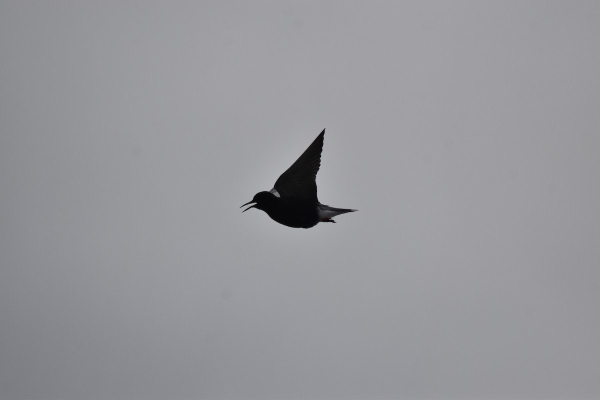 Black Tern - ML620412589
