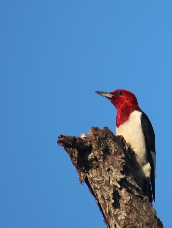 Red-headed Woodpecker - ML620412607