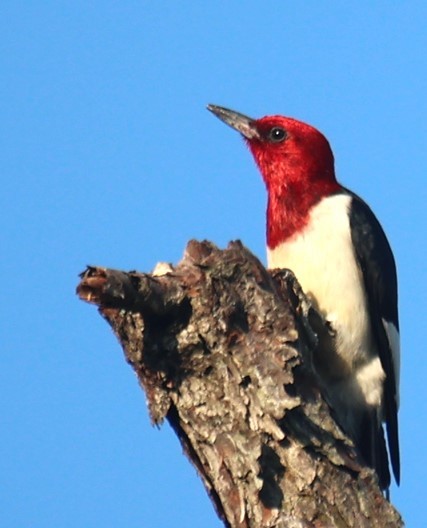 Red-headed Woodpecker - ML620412608
