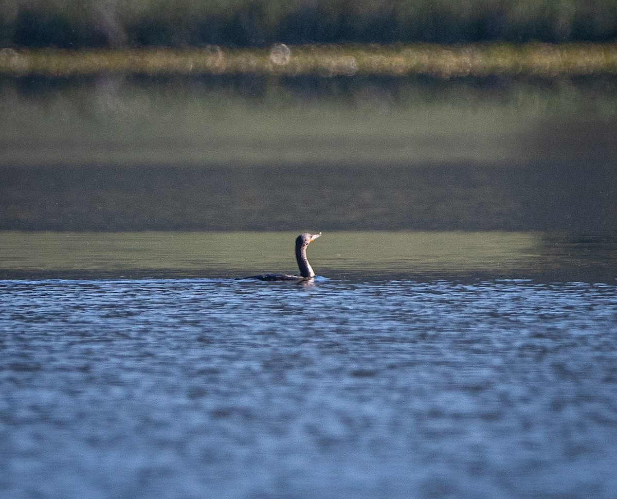 Cormoran à aigrettes - ML620412609