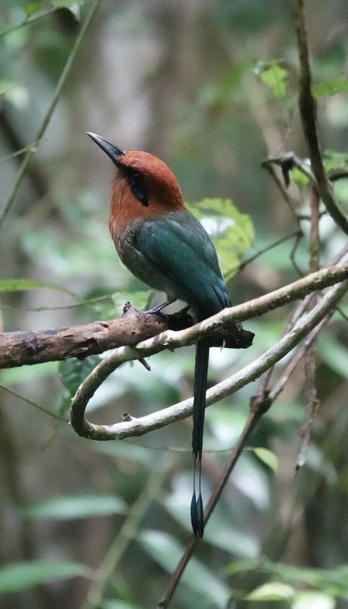 Plattschnabelmotmot - ML620412625