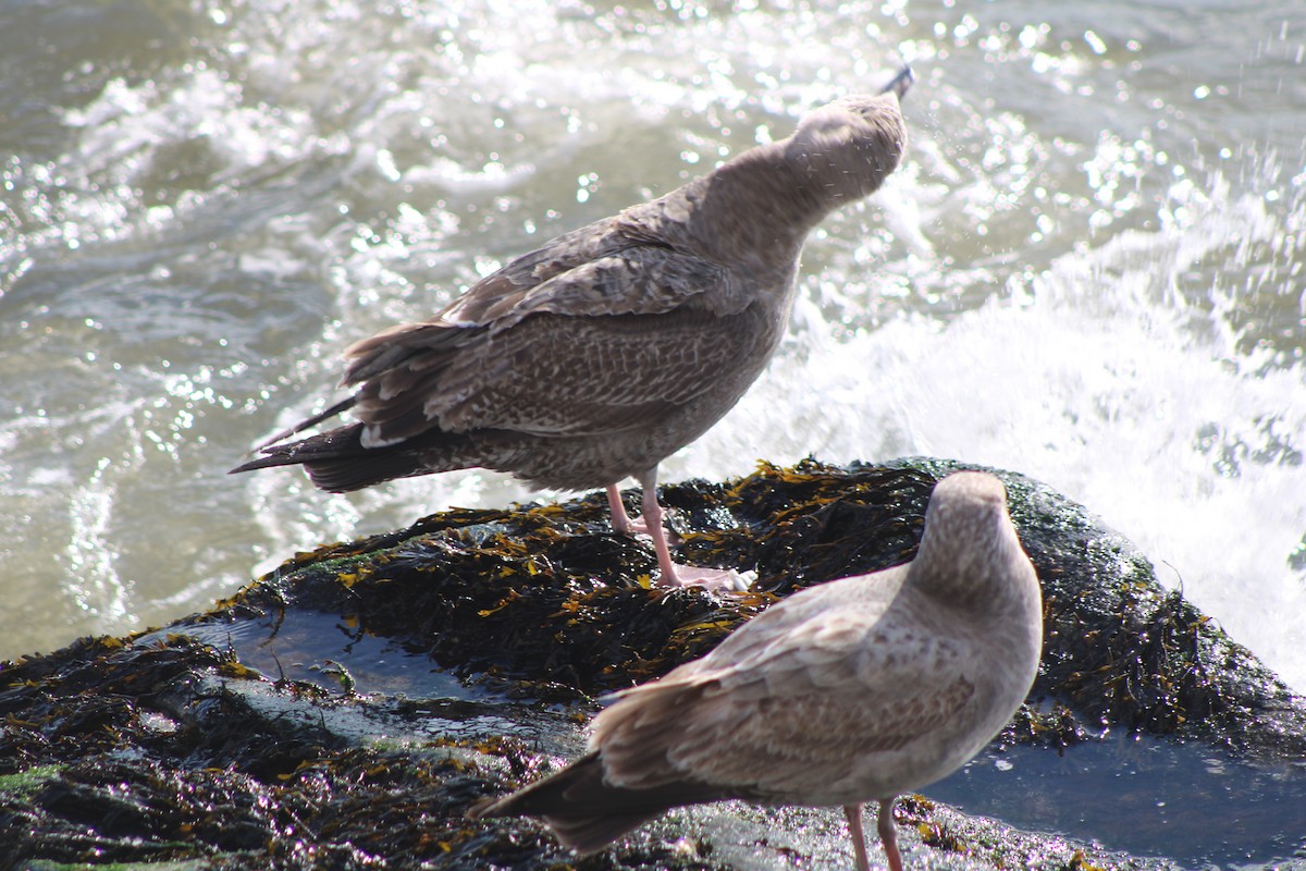 Herring Gull - ML620412627