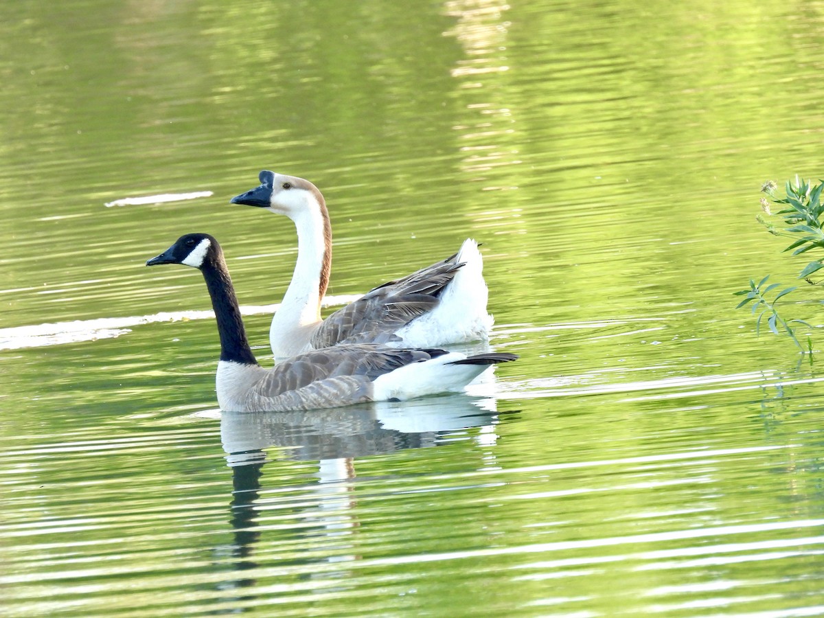 Canada Goose - ML620412629