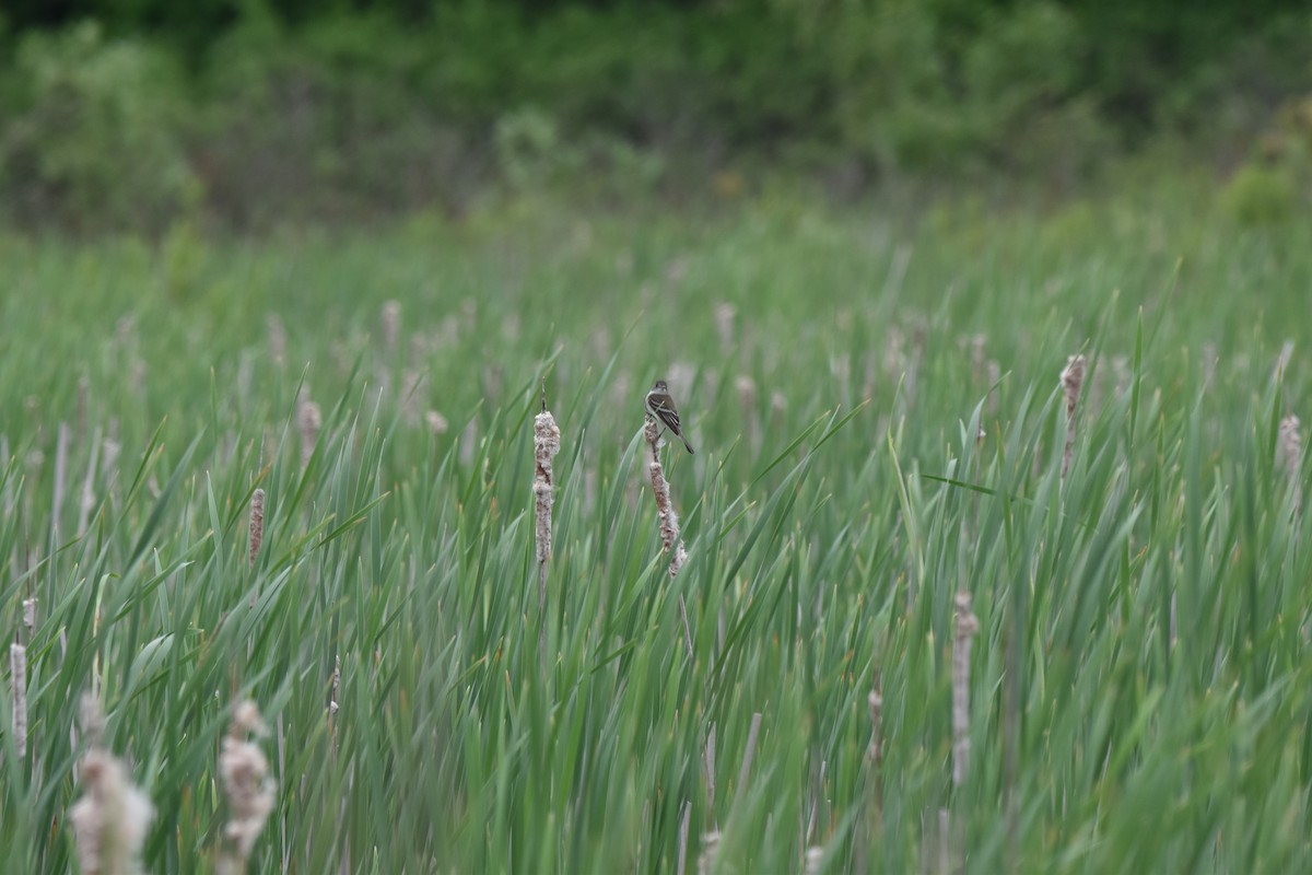 Willow Flycatcher - ML620412631