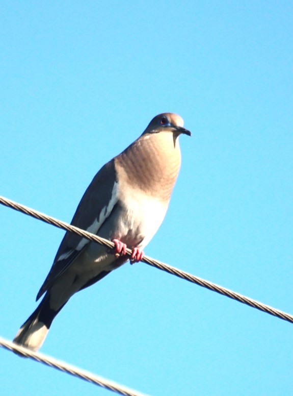 White-winged Dove - ML620412638