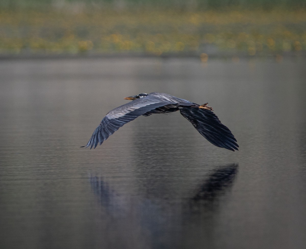 Garza Azulada - ML620412640