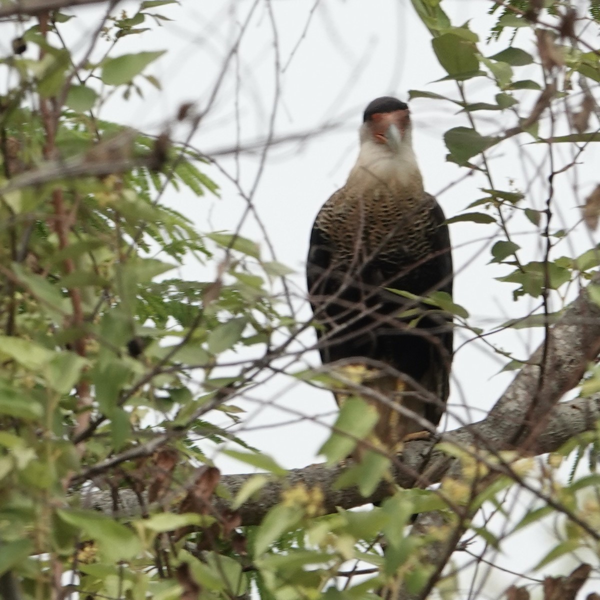 Caracara huppé (cheriway) - ML620412642