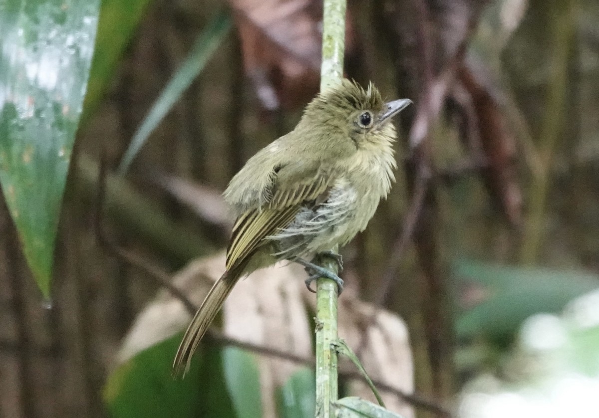 Western Olivaceous Flatbill - ML620412655
