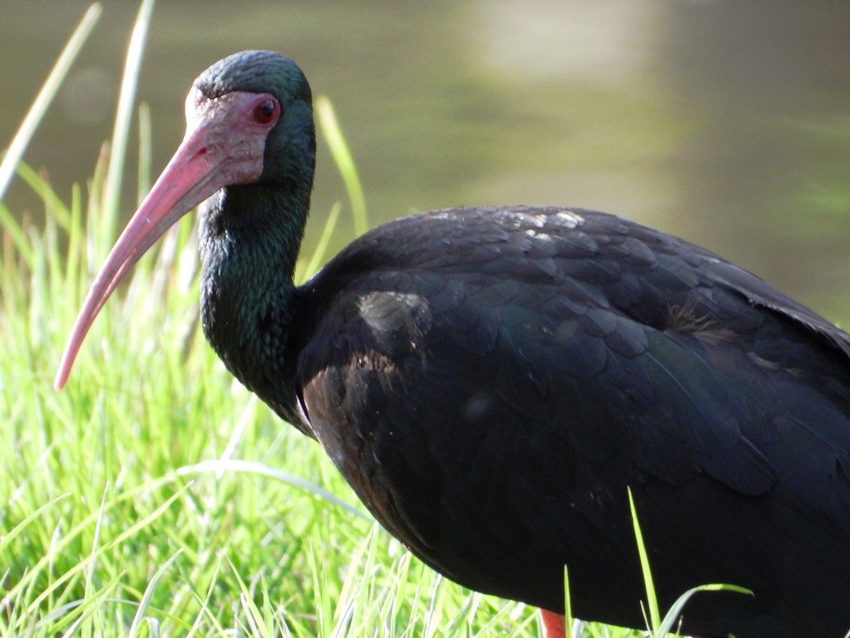 Ibis à face nue - ML620412665