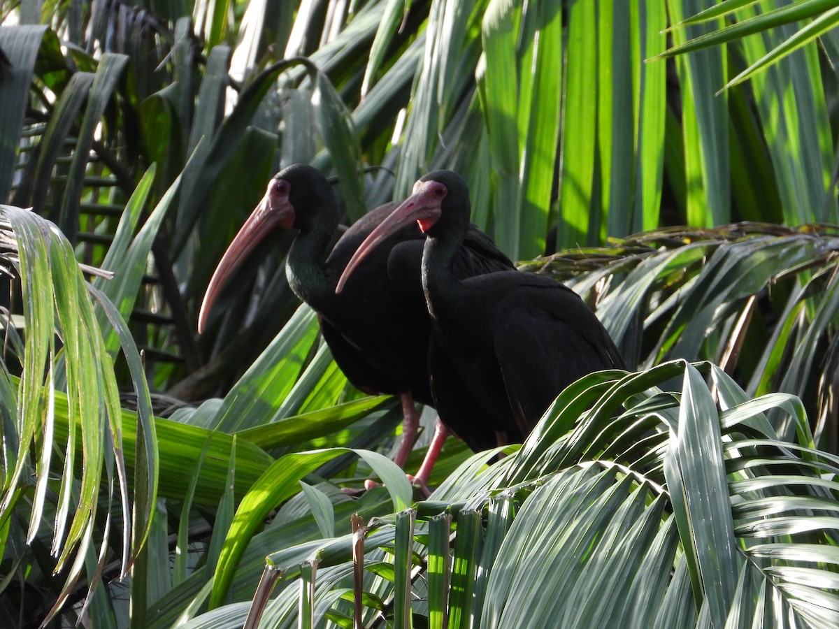 ibis tmavý - ML620412670
