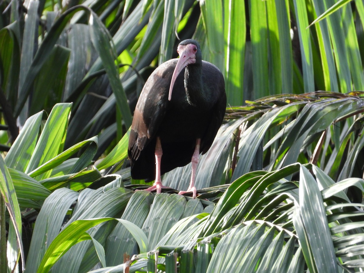 ibis tmavý - ML620412673
