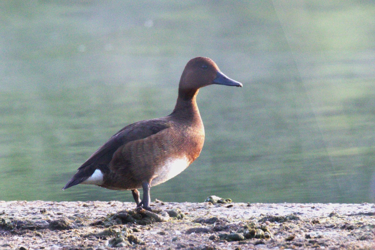 Ferruginous Duck - ML620412700