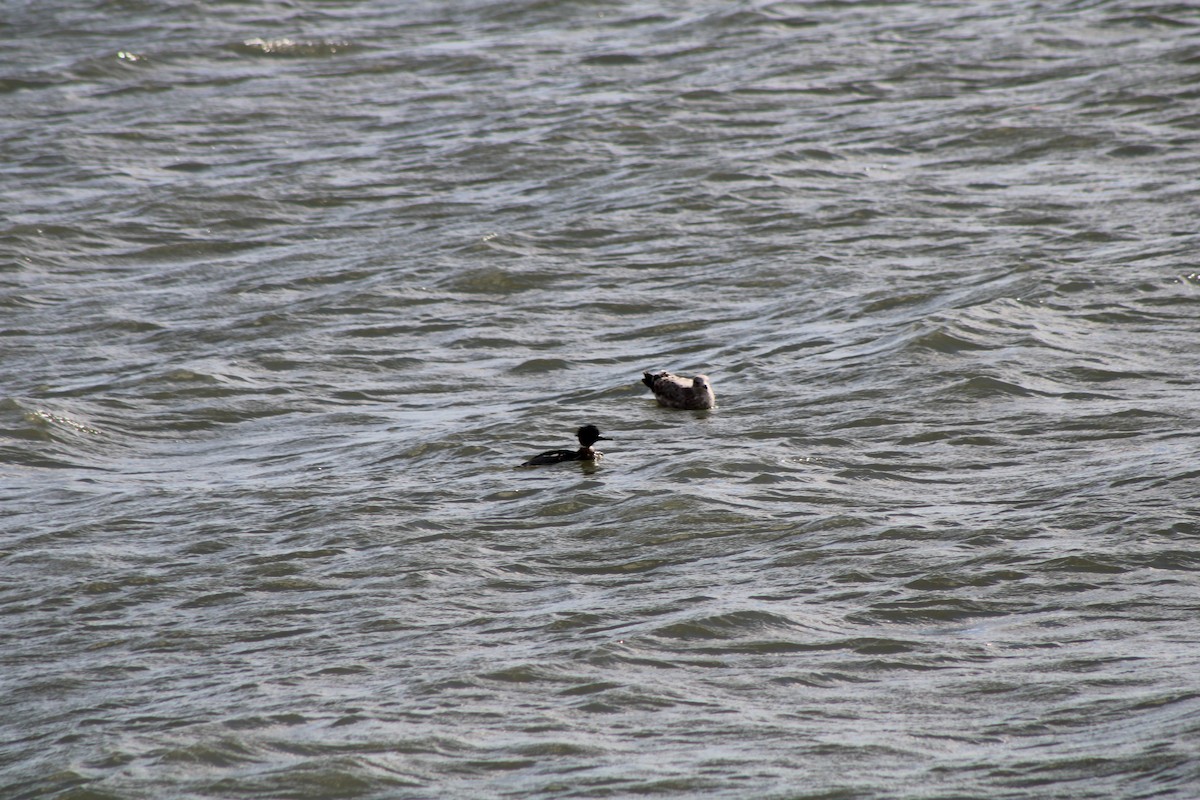 Red-breasted Merganser - ML620412708