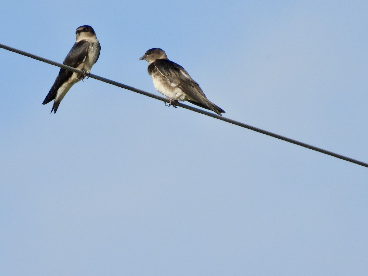 Purple Martin - ML620412721