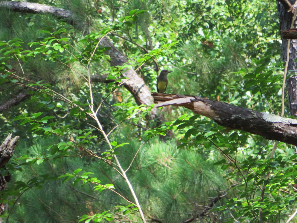 Great Crested Flycatcher - ML620412735