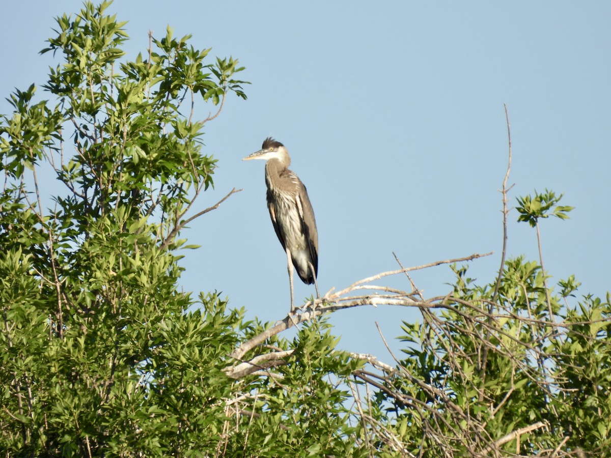 Great Blue Heron - ML620412738