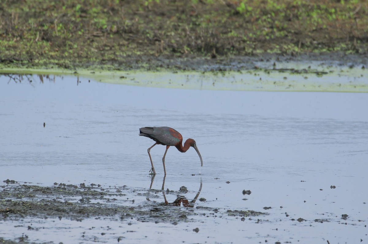 ibis hnědý - ML620412742