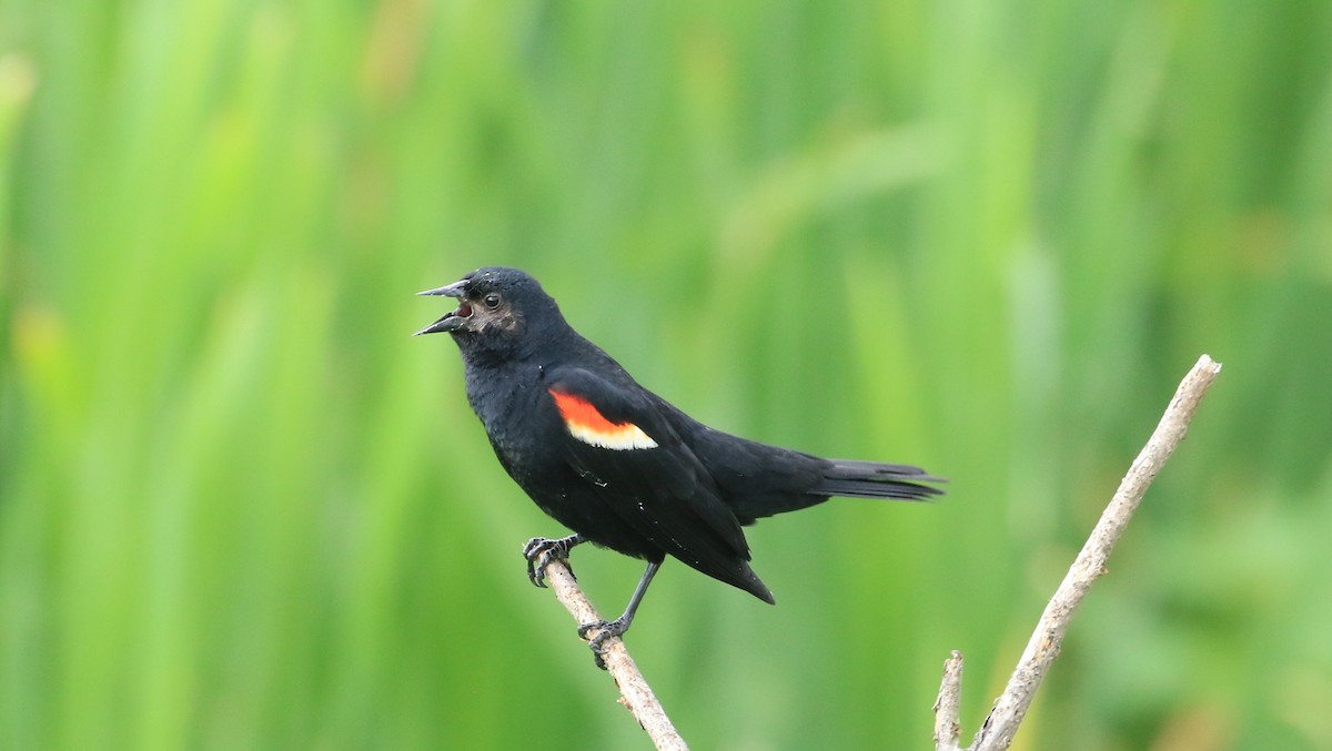 Red-winged Blackbird - ML620412772