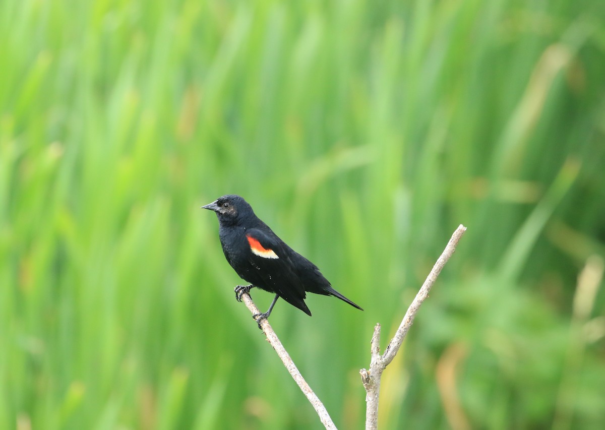 Red-winged Blackbird - ML620412777