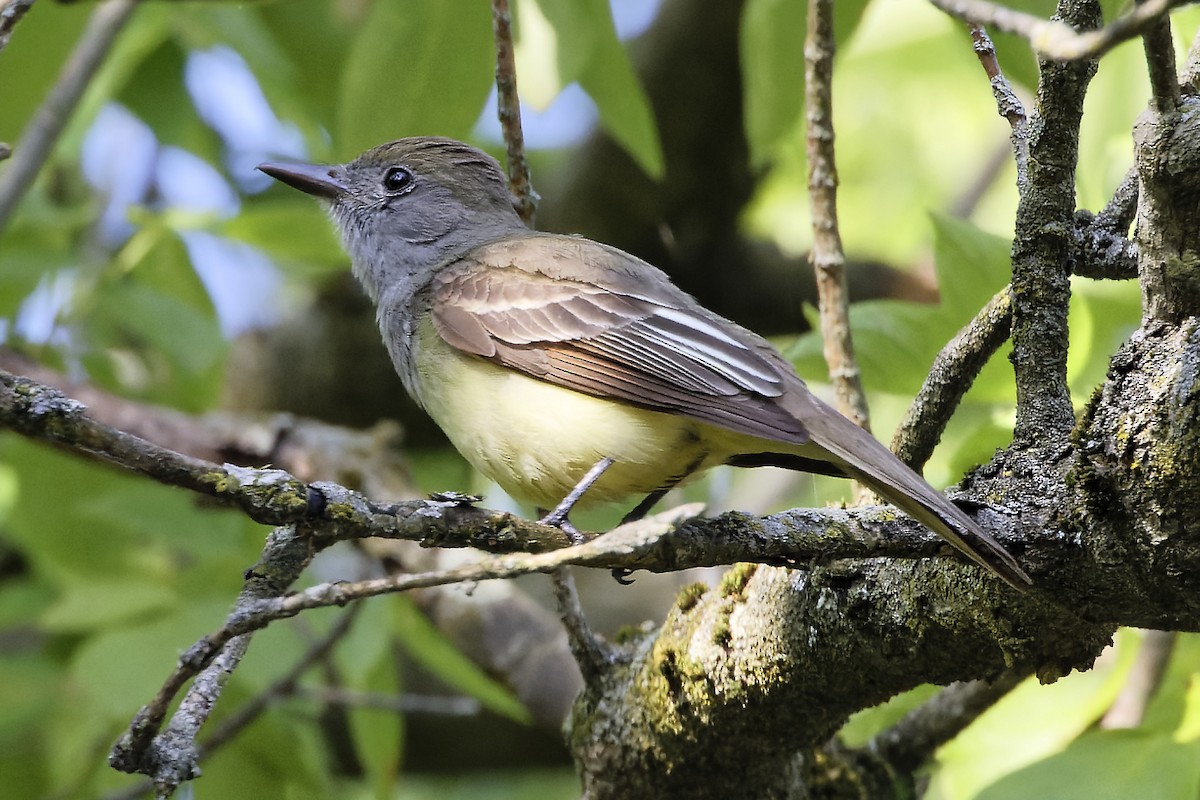 Great Crested Flycatcher - ML620412780