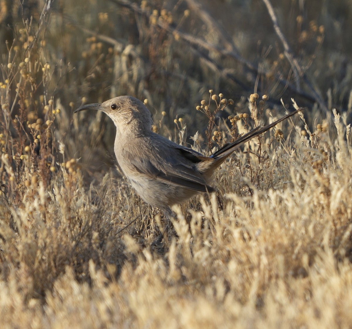 LeConte's Thrasher - ML620412781